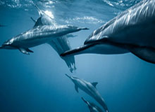 中国田径队世锦赛名单公布 巩立姣杨家玉冯彬等参赛